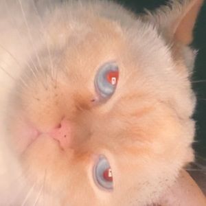 Meet your Posher, Ella